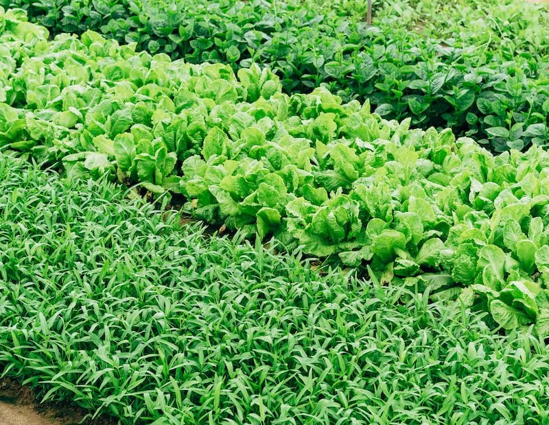 South Zone Community Gardens