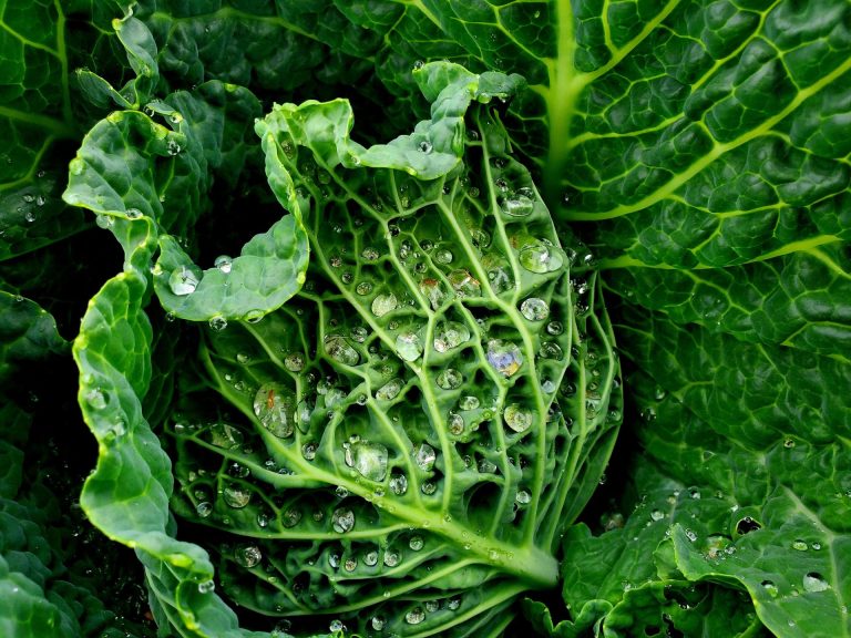 Unearthing the Power of Community Gardens