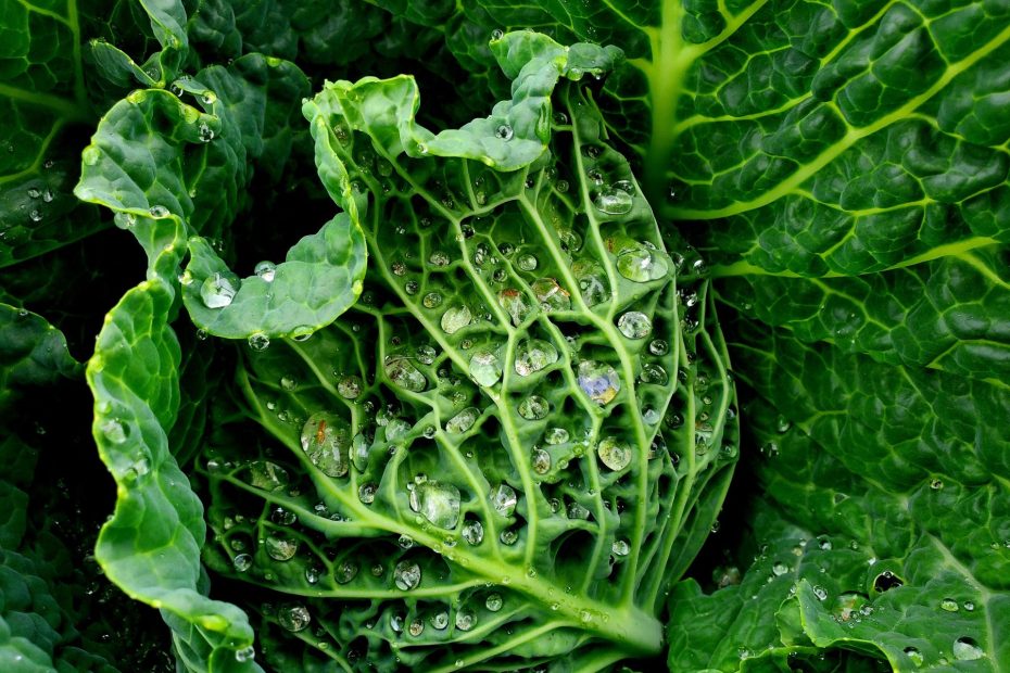 benefits of community gardens