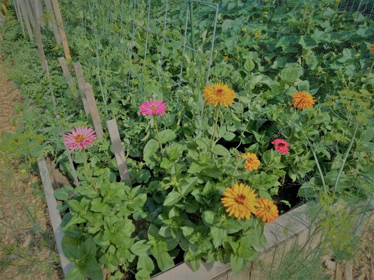 Cultivating Friendships: The Social Benefits of Community Gardens