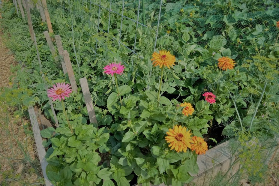 Community Gardens